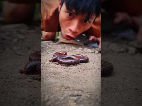 when someone is hunting jungle fowl but what they encounter are millipedes #shortvideo #millipedes