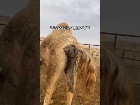 وش تتوقعون بكرة او قعود#قناة_البادية_الرسمية