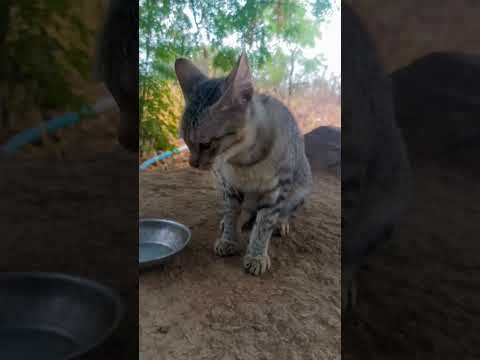 cat video #catvideos #catvideosforcatstowatc #catvideosfish #catvideossound #catvideosmeowing