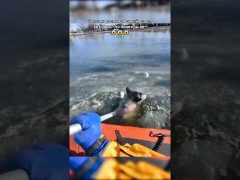 Она почти ум**ла в ледяной реке…😱но эти волонтёры сделали невозможное!🙏 #dog #dogs #pets #k9