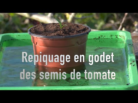 Repiquer des variétés anciennes de tomates.