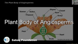 Plant Body of Angiosperms