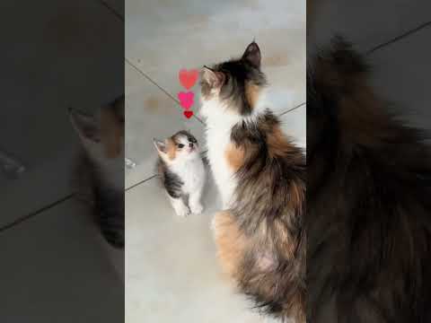 Mother’s love #cats #lovepets #kitten #kittens #cute #funny #cutepets