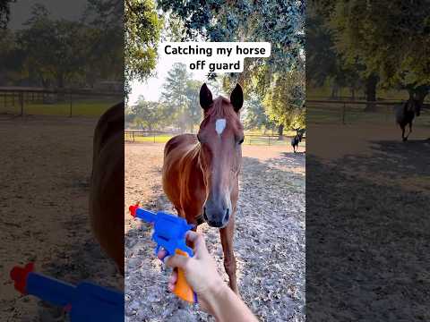 Hopefully he’s ready for November! #horse #equestrian #western #cowgirl #horses #farm #horsetraining