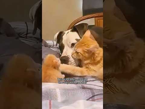 心が温まる動物たちとの感動的な瞬間3選 ❤️ #shorts
