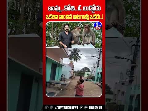 ముగ్గురు ఆటగాళ్లు .. బాలు పట్టుకోరా బుడ్డోడా ! | 1TV News