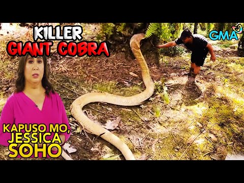 Kapuso Mo, Jessica Soho: HIGANTENG COBRA, NAHULI NG MGA TAO! | kmjs | kmjs latest episode