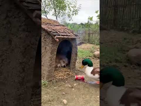Mischievous Duck Pulls a Fiery Prank on Sleeping Dog – Funniest Moment Ever!