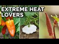 Growing Crops in Hot Climates
