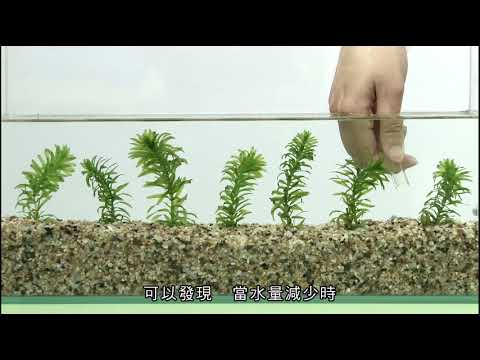 沉水性水生植物的特殊構造_水蘊草 - YouTube(2:12)