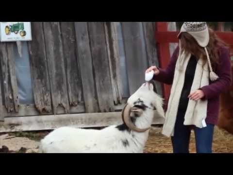 Goat's Sneeze Scares The Living Shizz Out Of A Young Woman! Watch The Hilarity HERE!