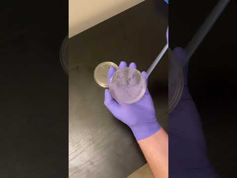 #hdi Victoria’s Secret #victoriasecret #science #shortsfeed #shortsvideo  #shortvideo #shortsviral