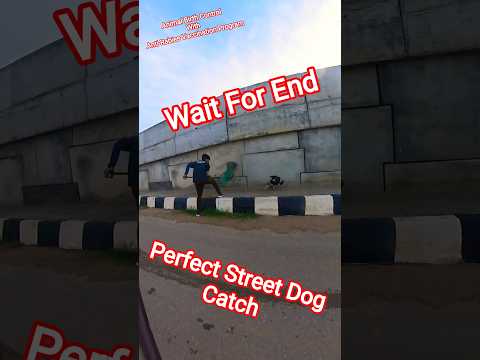 Daku Dog Catch Davangere Highway #streetdogrevival #dog #ytshorts #viralshort #pets