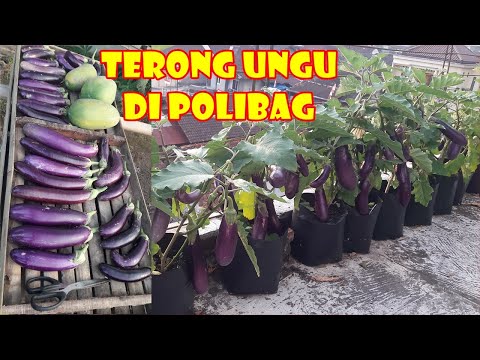 PANDUAN LENGKAP MENANAM TERONG UNGU DI POLIBAG BAGI PEMULA | URBAN FARMING | ROOFTOP GARDEN