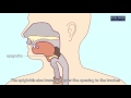 Esophageal Function and Saliva Role
