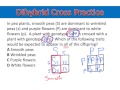 Genetics of Pea Plants