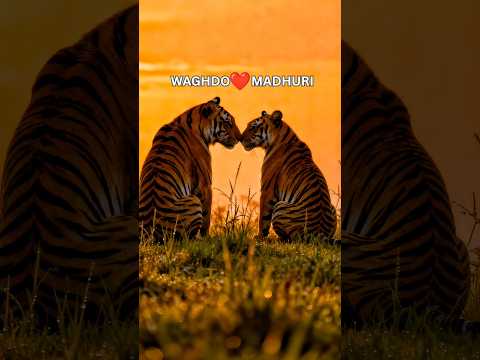 Wagdoh ❤️ Madhuri – Tadoba’s Most Fearless Tiger Love Story | Indian Tiger Documentary #shorts