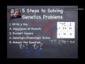 Genetics Ratios and Punnett Squares
