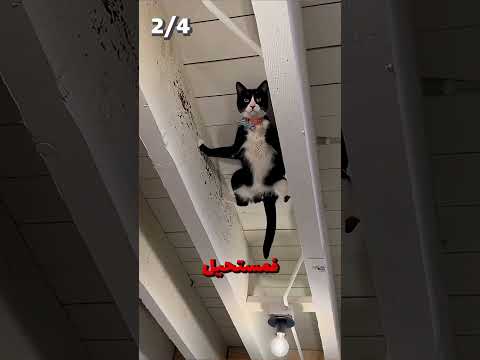 القدرات السريه عند القطط مستحيل تكون عرفهم 🐱