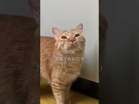 寝起きから激しすぎる猫の１日 #cat #ネコ #保護猫