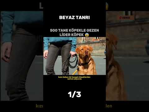 Yüzlerce Köpek İnsanların Peşinde! #film #dizi #sinema