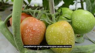 Mengungkap Keunggulan Tomat Hibrida