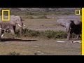Elephant Emotions and Behavior