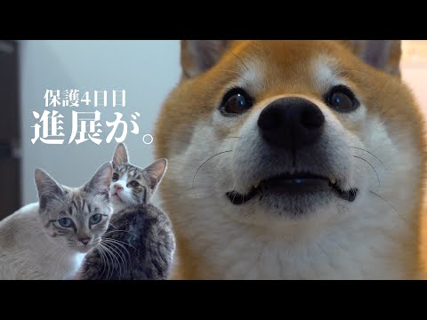 犬の動画サムネイル - 柴犬ハチ家の保護猫活動4日目、進展ありました。