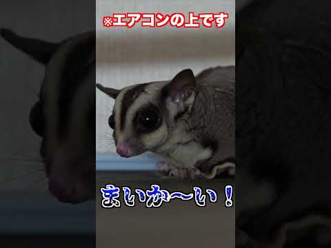 対策してもモモンガがエアコンの上に登るので・・ #フクロモモンガ #ペット #エキゾチックアニマル
