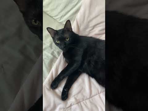 Cats day 19 Oct 2025 #cats #catlover #tombamlucky #fypsg #sgcats