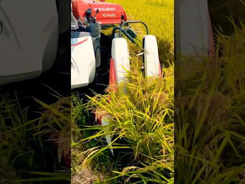 Kubota combine harvester ER215クボタの2条15馬力コンバインで刈り取りSTAR🏃