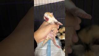 Perjalanan induk kucing membesarkan anaknya #cat #anakkucing #kitten #catlovers