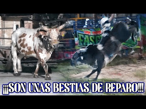 ¡SON TOROS DE GRAN NIVEL EN SU REPARO! Son Los Fascinantes de Rancho El Huizache en Tlacoapa, Gro