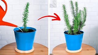 How to Build an Indoor Herb Garden with No Experience