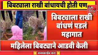 चक्क बिबट्याला राखी बांधली आणि घडलं अस... वायरल व्हिडिओ पाहून धक्काच बसेल 