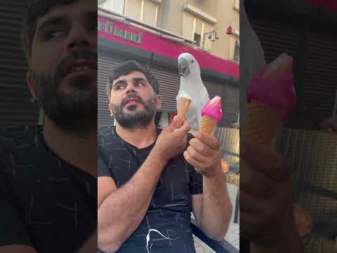 Osmanın dondurma keyfi 🍦🪽 #papagan #parrot #icecream #keşfet #komedi