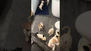 Abandoned Pups after being taken home and given warm bath. Happy and healthy. Will find good homes.