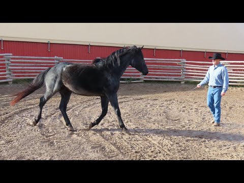 Hard to Catch Horses