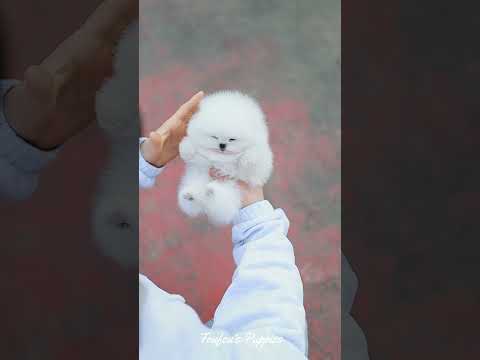 쇼타입 화이트포메라니안 (도그캐슬)