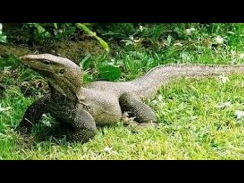 jebak biawak anti boncos
