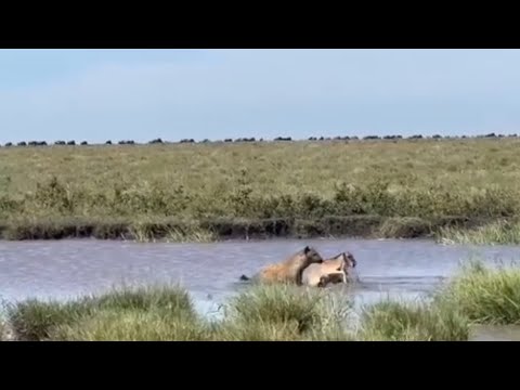 hyena attack wildebeest calf dragging down into waterhole video