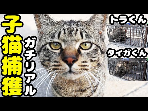 子猫兄弟を捕獲したら・・・ チャレンジしていきます！ 癒され野良猫動画 感動猫動画