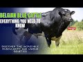 Belgian Blue Cattle Knowledge Assessment