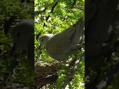 Cute Dove Babies in the Nest | Peaceful Moments #shorts