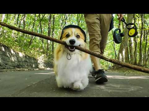 ドヤ顔で木の棒を運ぶ犬に「近道を提案」した結果…