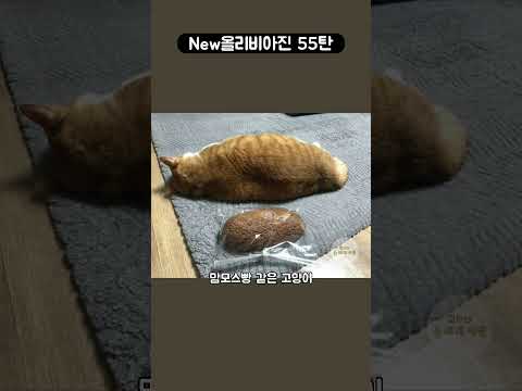 New올리비아진 55탄