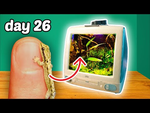 Turning an iMac into a Terrarium