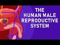 Exploring the Male Reproductive System and Sperm Journey