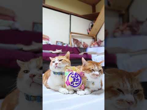 もちこまちの塩あん＆ホイップのせ猫動画｜かわいいねこ姿を楽しもう サムネイル