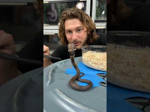Baby Cobra Update! #short #shorts #animal #nature #wildlife #reptiles #snake #cobra #baby